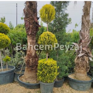 3 Top Limon Çamı-Servi , Cupressus macrocarpa Goldcrest Spiral
