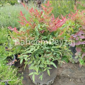 Boylu Cennet Bambusu, Boylu Nandina-Nandina domestica