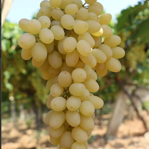 Sultaniye Çekirdeksiz Üzüm Fidanı, 2 Yaş