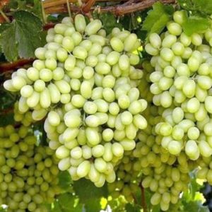 Thomson Çekirdeksiz Üzüm Fidanı, 2 Yaş