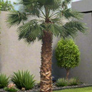 Robusta Palmiye, Meksika Palmiyesi, Washingtonia Robusta