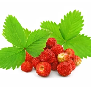 Dağ Çileği Fidanı