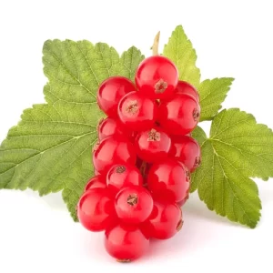 Frenk Üzümü Fidanı