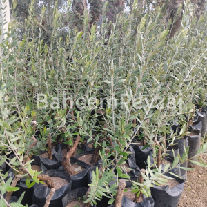 Zeytin Fidanı Deliceye Aşılı Domat Zeytin Fidanı, 2 YaŞ