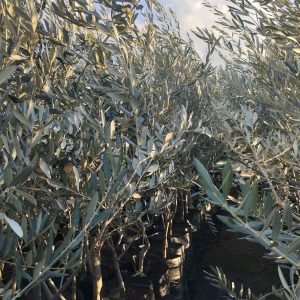 Zeytin Fidanı Deliceye Aşılı Memecik Zeytin Fidanı,3 Yaş