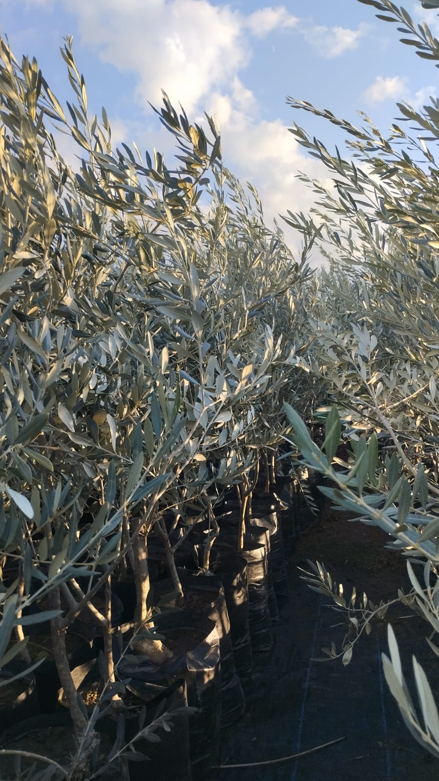 Zeytin Fidanı Deliceye Aşılı Memecik Zeytin Fidanı,3 Yaş