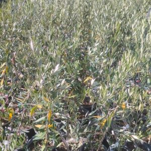 Zeytin Fidanı Koroneiki Zeytin Fidanı, 2 Yaş 35-50 cm