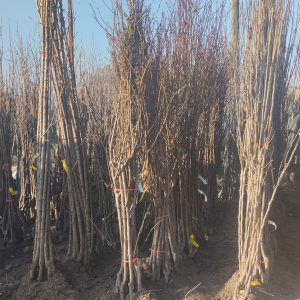 Açık köklü armut fidanı çeşitleri